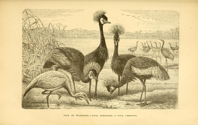 Common Crane behavior