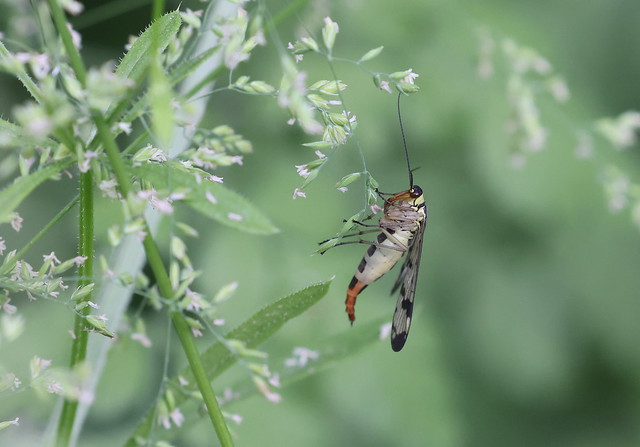 Almindelig skorpionflue (Common Scorpion Fly / Panorpa communis)