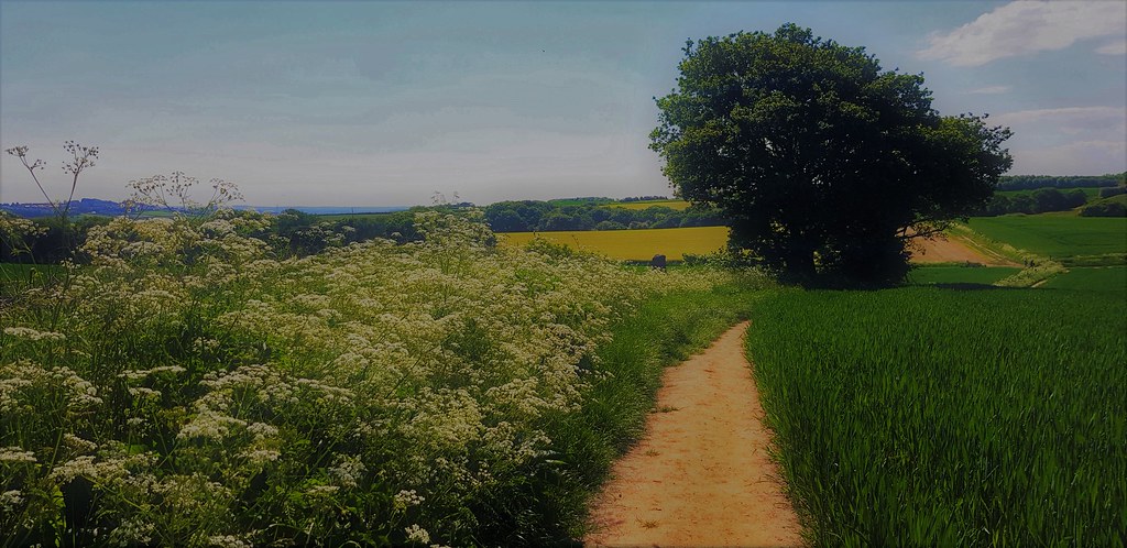Late Spring West Ardsley | Ruth Wild | Flickr