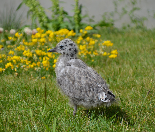 Seagull chick