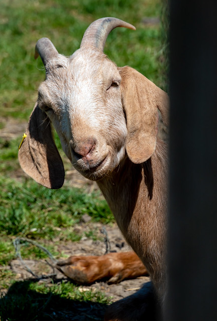 Curious goat..