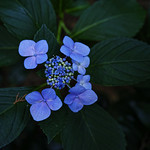 紫陽花　Hydrangea