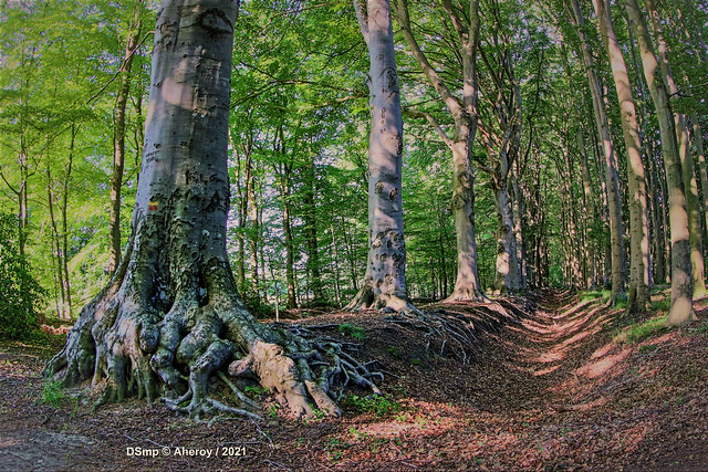Trees in Woodscape, Groningen / Drenthe, the Netherlands