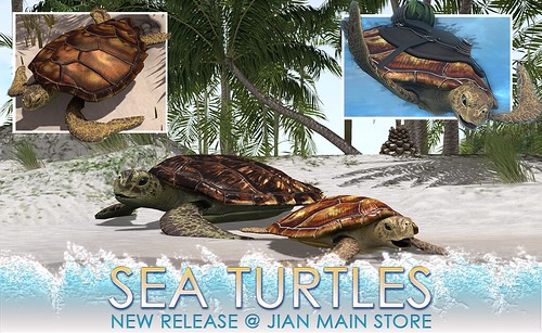 NEW Sea Turtles Now Available @ JIAN
