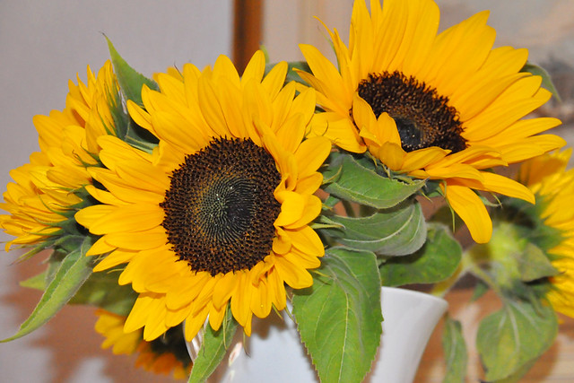 Juni 2021 ... Sonnenblumen in der Vase ... Brigitte Stolle