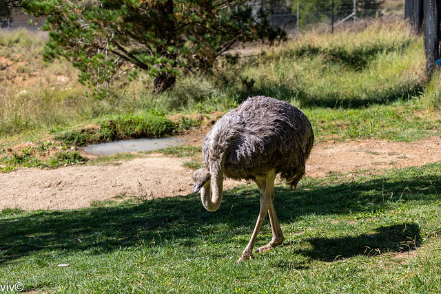 Large adult Common Ostrich surveying its territory