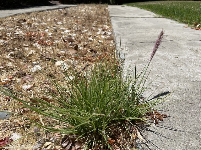 Stray ornamental grass (which my wife wanted to keep)