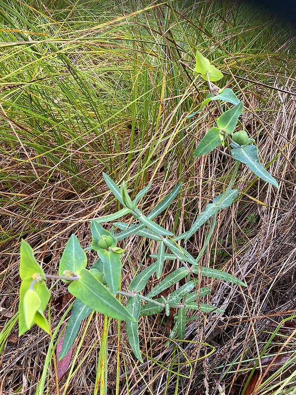 2. Caper Spurge with seed (Neville Bartlett)