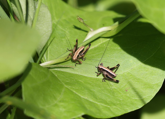 Buskgræshoppe (Dark Bush-cricket / Pholidoptera griseoaptera)