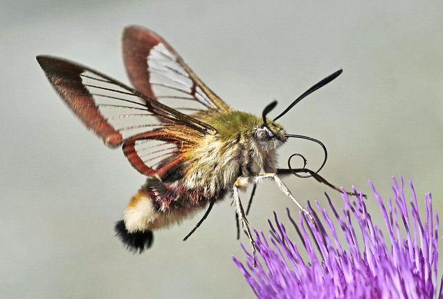 Broad-bordered bee hawk-moth