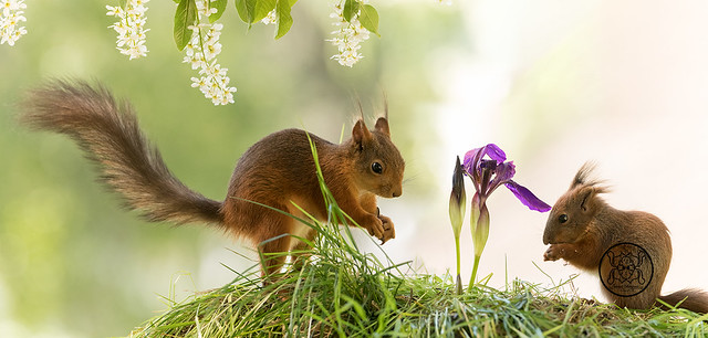Red Squirrels standing with a purple iris