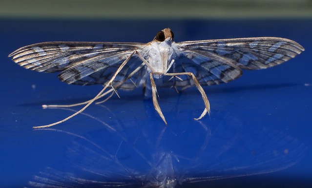 EXTRA Long body window wing moth Nausinoe sp aff puerita Spilomelinae Crambidae Mandalay rainforest Airlie Beach P1150810