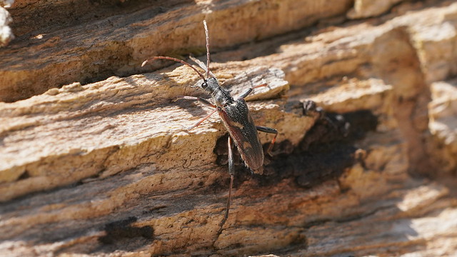 Two-banded longhorn beetle (Actitis hypoleucos)
