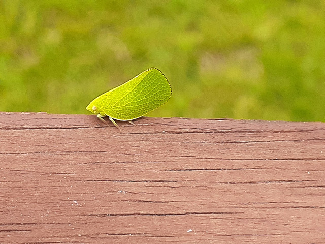 Leaflike Insect.