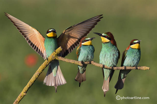 all together-bee eaters