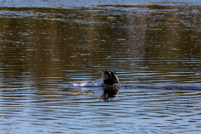 Little black Cormorant splash lands in the wetlands to start hunting for fish breakfast