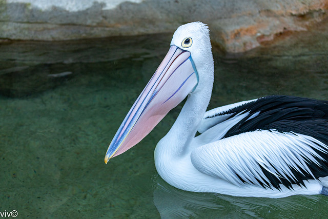 Adult Pelican in contemplation