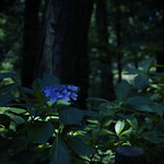 紫陽花　Hydrangea