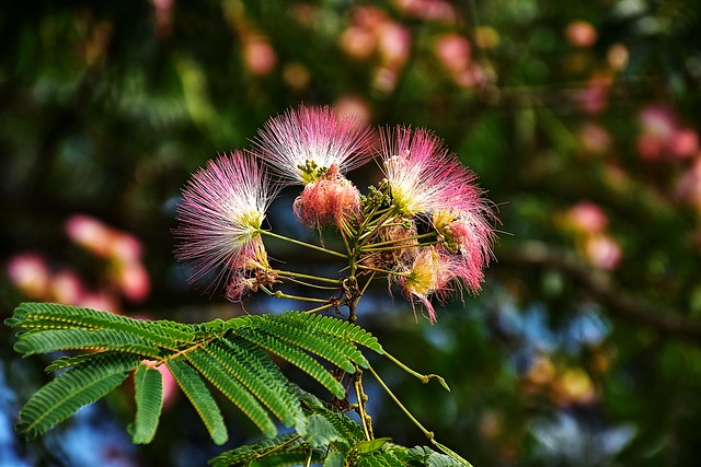 “Mimosa AKA Persian Silk Tree (‘Albizia julibrissin’)”