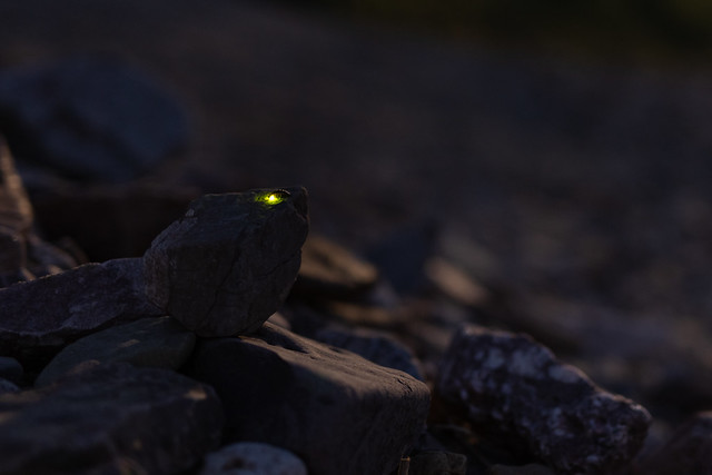 Glow worm back lit by the summer solstice full moon