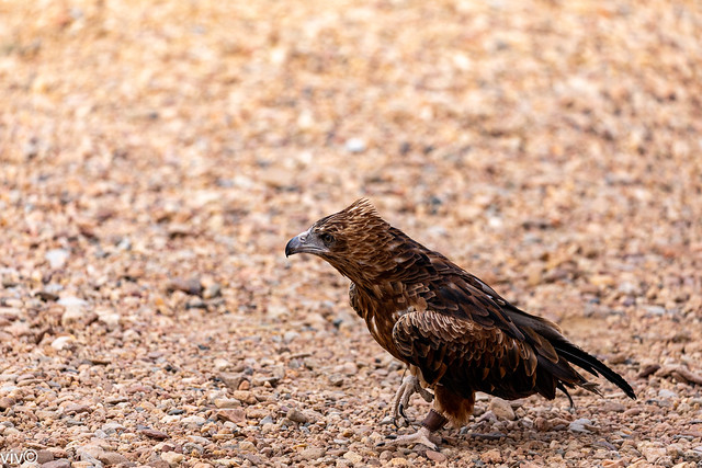 Adult Black-breasted Buzzard surveying the arid terrain of Northern Territory, Australia. It loves the open hunting areas of this region