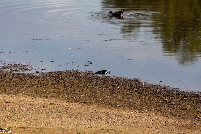 Magpie Lark foraging for food at wetlands while a feeding duck causes lovely water ripples