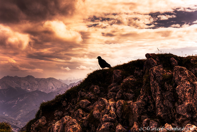 Crow's silhouette