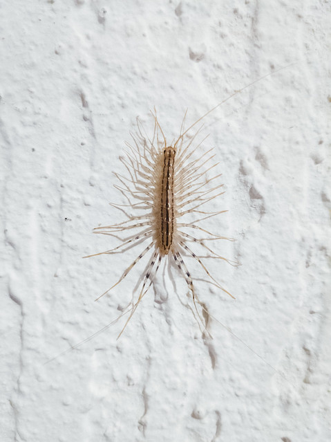 Close-up of a Scutigera sp. centipede on the wall