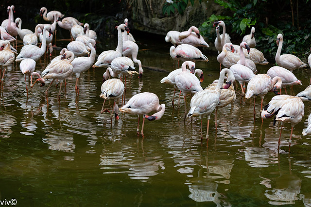 Busy Greater Flamingos galore