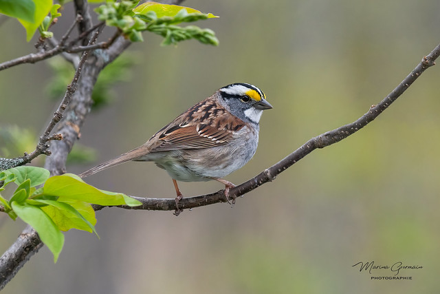 Bruant à gorge blanche - White-throated Sparrow DSC1448-Mod.jpg