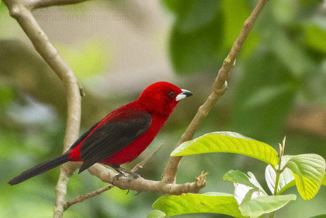 This is a Crop, More in My Photostream - Tie-Sangue (Brazilian tanager / Ramphocelus bresilius) Adult Male