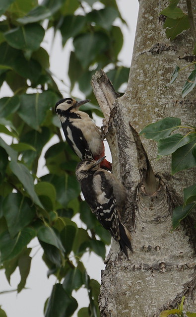 Great Spotted Woodpecker (female and juvenile)