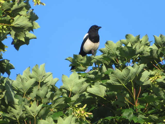 Magpie perched high...