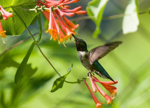 0P7A9489   Ruby-throated Hummingbird, Canada