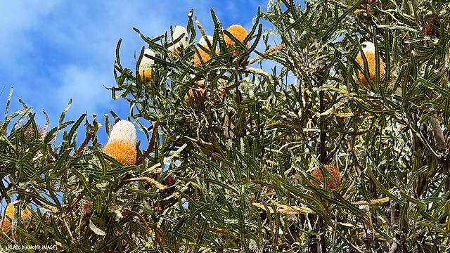 Banksia prionotes - Acorn Banksia, Orange Banksia