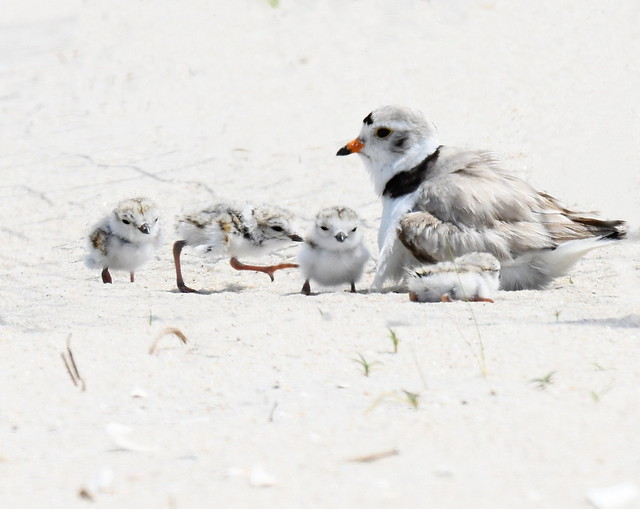 Piping Plover Dad With 4 Newborn