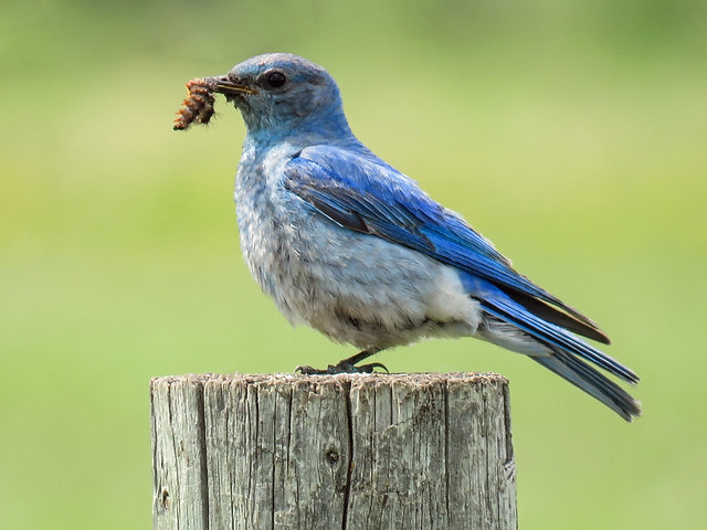Mountain Bluebird with food for his babies