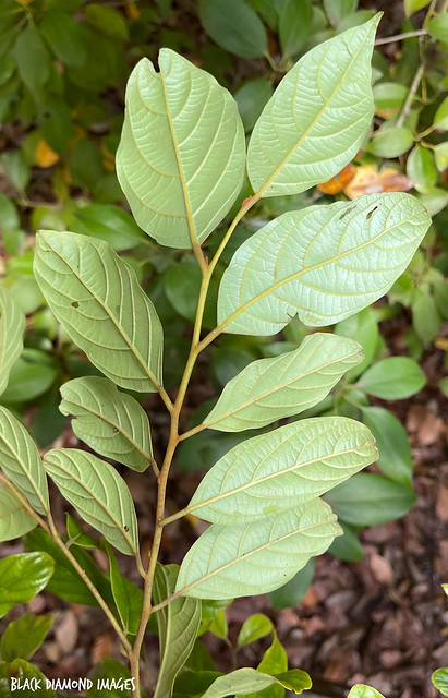 Cryptocarya corrugata - Oak Walnut, Bull's Breath,Corduroy Laurel,  Washing-board Tree, Acidwood