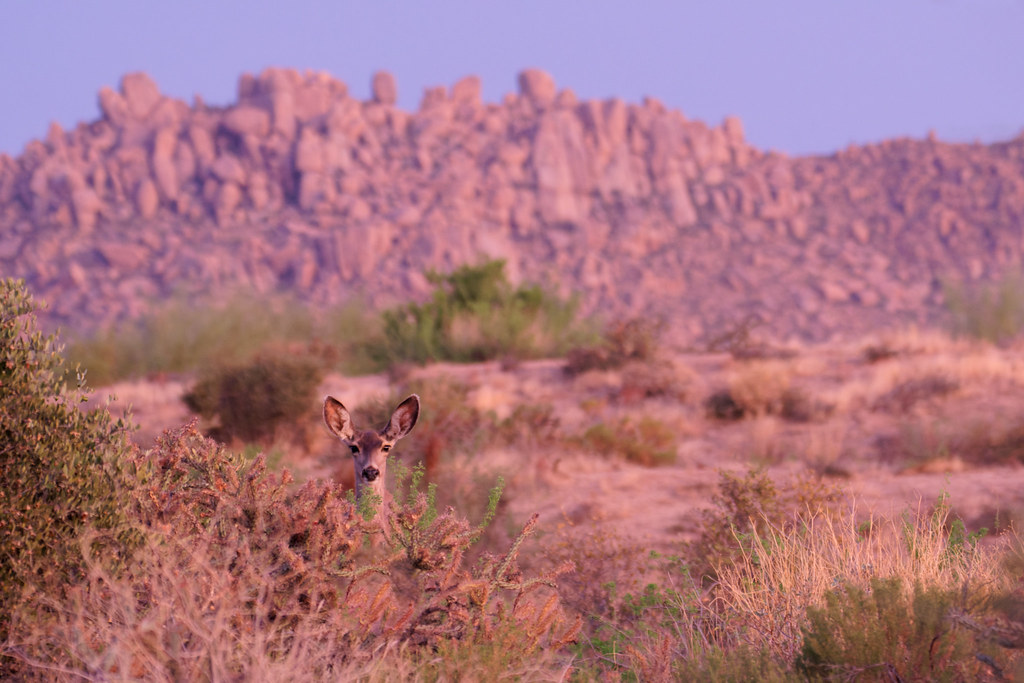 A young mule deer looks out from the Sonoran Desert with Troon Mountain in the background in pink light before sunrise on the Marcus Landslide Trail in McDowell Sonoran Preserve in Scottsdale, Arizona on May 1, 2021. Original: _RAC8010.arw
