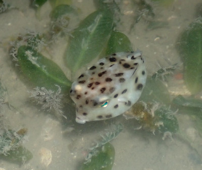 Shortnose boxfish (Rhynchostracion nasus)