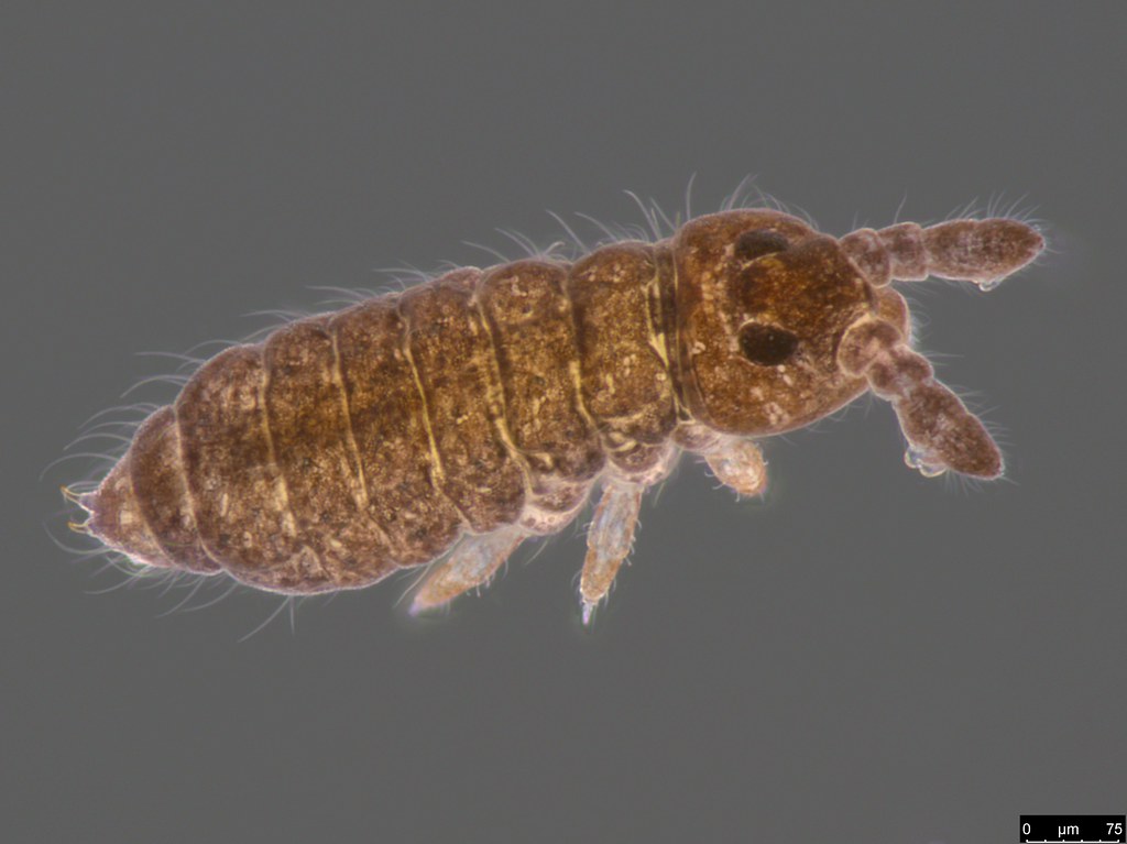 8a - Hypogastruridae sp.