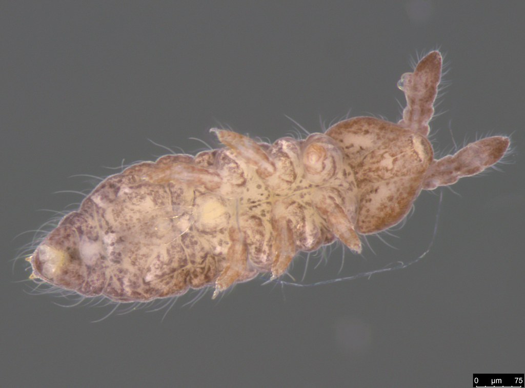8b - Hypogastruridae sp.