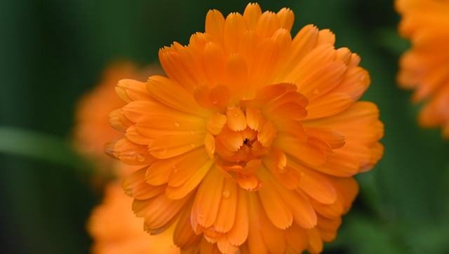 Week 26. Orange (The Color) : Calendula