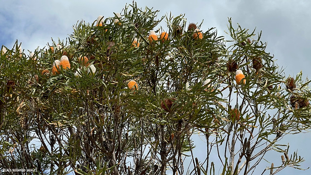 Banksia prionotes - Acorn Banksia, Orange Banksia