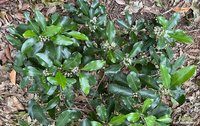 Acronychia oblongifolia - White Aspen, Yellowwood