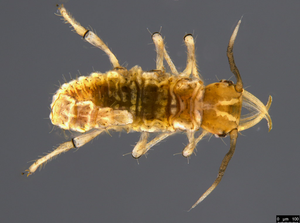 28a - Chrysopidae sp.