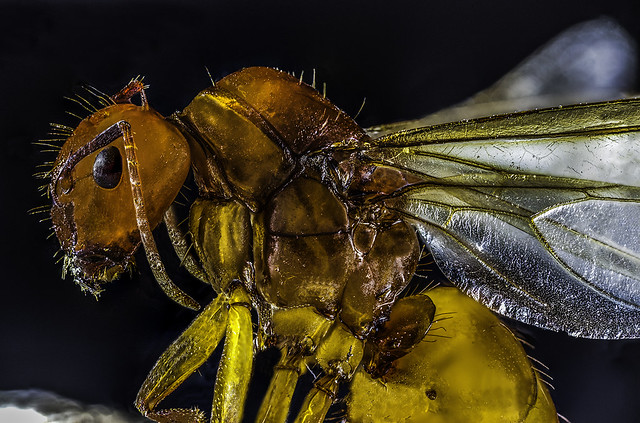 Ant Portrait, Laowa 25mm f/2.8 2.5x-5x Macro Lens