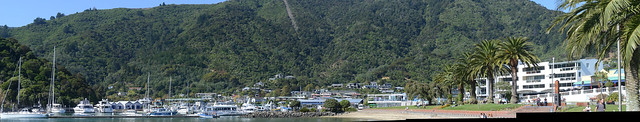 Regenerating forest on Picton's hills