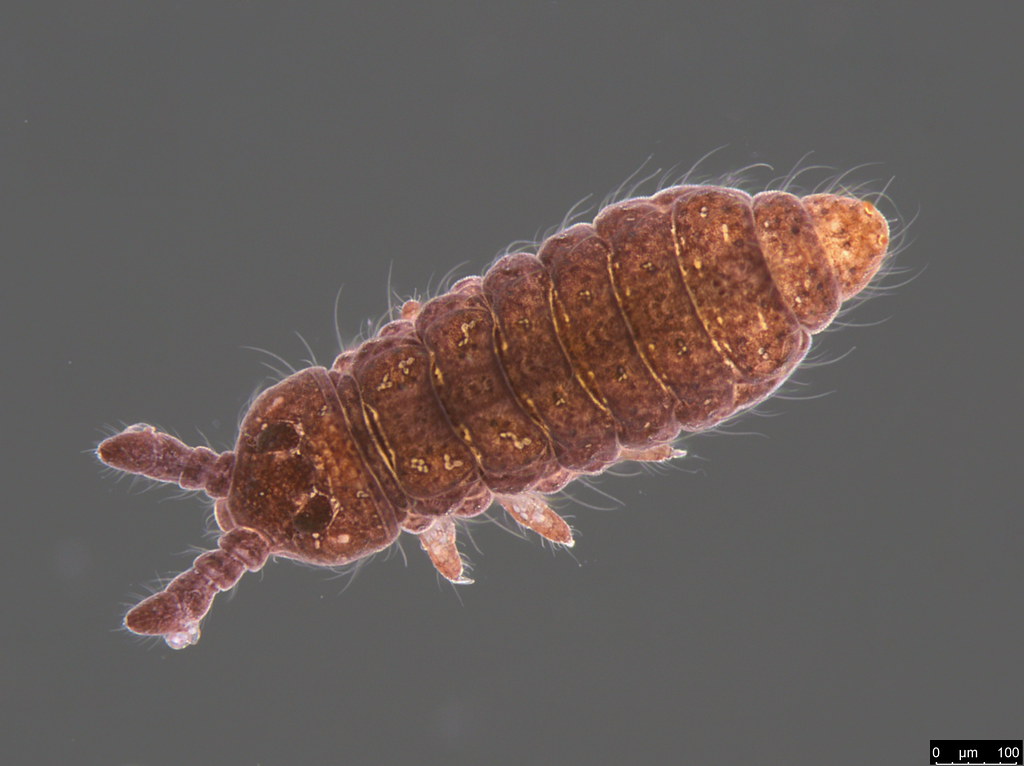 7a - Hypogastruridae sp.