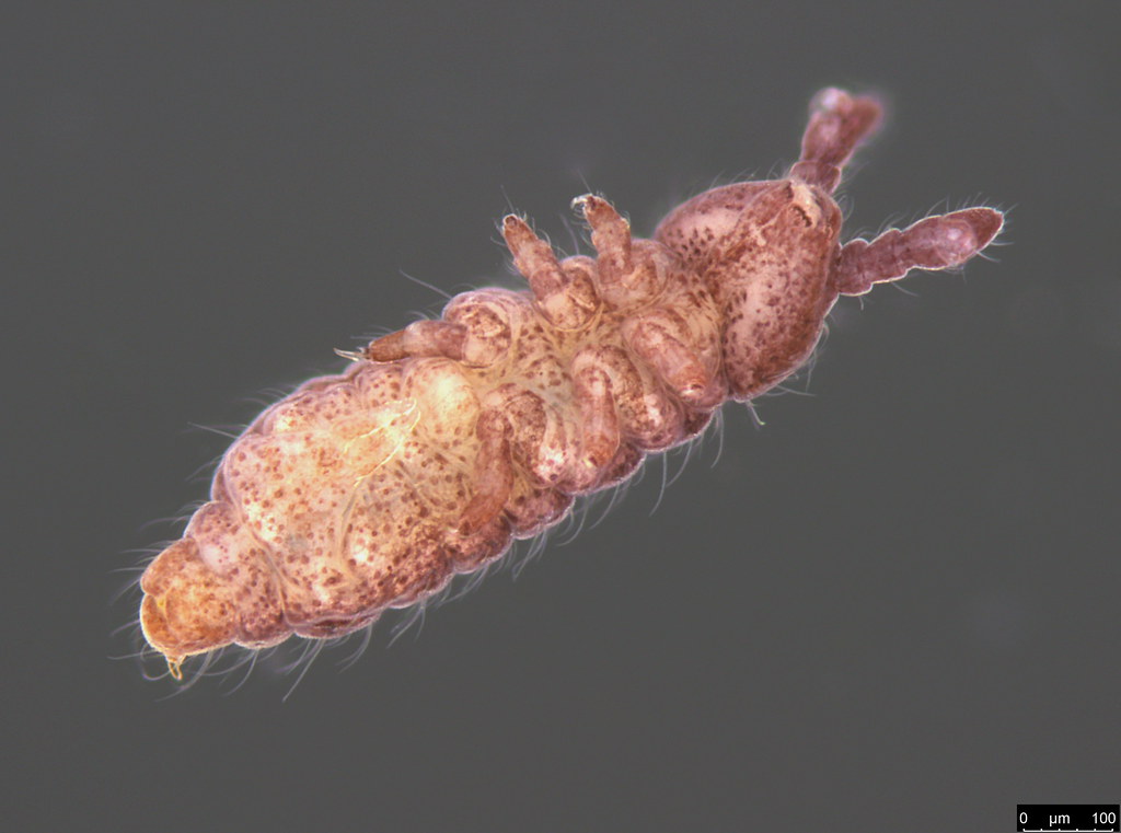 7b - Hypogastruridae sp.